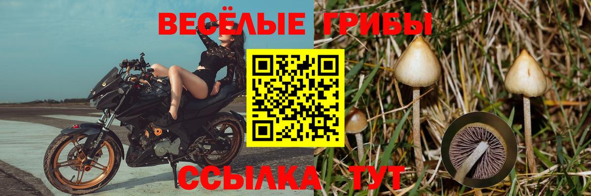 Бийск  сколько стоит  Вход с VPN  Галлюциногенные грибы мухоморы 